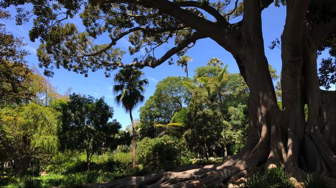 2020 | Kapstadt | Westkap, Claremont, «Arderne Botanical Gardens»: Mitten in der Stadt - ursprüngliche Natur. Immer wieder beeindruckend!