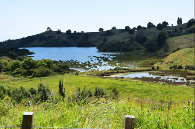 2015 | Neuseeland | «Kutarere», Bay of Plenty: Auf der Fahrt nach «Opotiki». Geflutete Wassergebüsch-Landschaft.