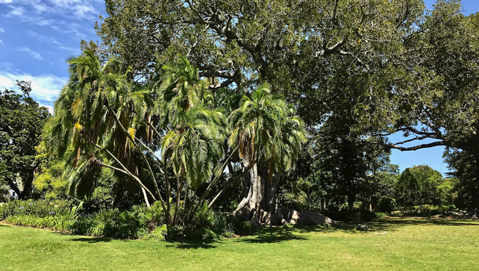 2017 | Kapstadt | Claremont, «Arderne Botanical Garden»: Öffentlicher Park - sehr gepflegt, abwechslungsreich, mit einem sehr alten Baumbestand.