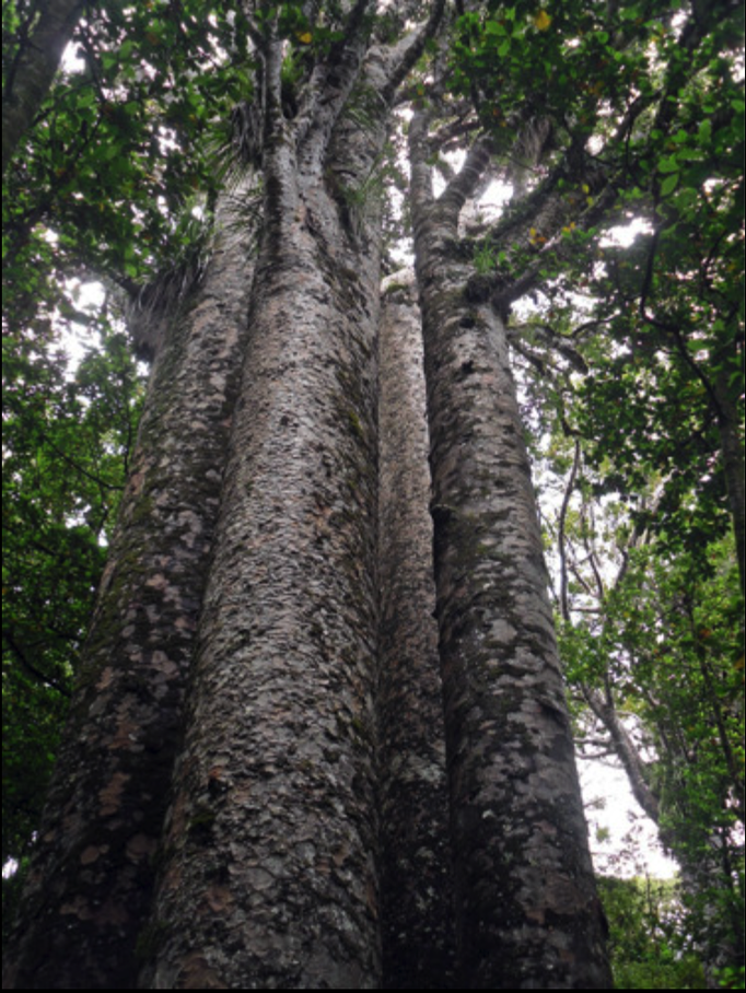 2014 | NZ Nordinsel | «Waipua Forest», Dargaville, Northland Region: «The 4 Sisters». Sehr nahe zusammengewachsene Kauri-Bäume. Über 35 m hoch.