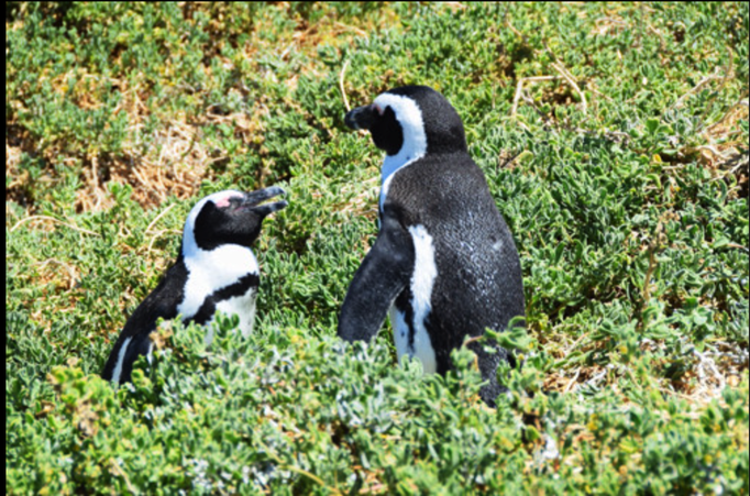 2015 | Südafrika | Westkap, Simon's Town: Berühmte Brillenpinguinen-Kolonie.