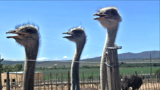 2013 | Südafrika | Oudtshorn: Straussenfarm.