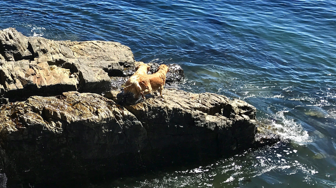 2017 | Kapstadt | «Green Point Promenade»: Ein «Robbensprung» ins Wasser und die Hunde sind «gerettet».
