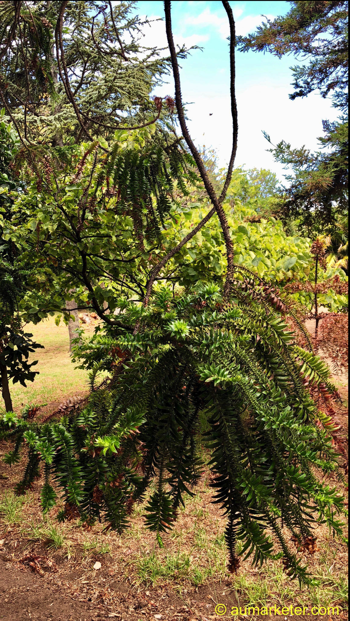 2018 | Kapstadt | Claremont, «Arderne Botanical Gardens»: Überraschend - ein meterlanger, total kahler Ast, unter «voller Leben».