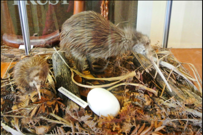 2014 | NZ Nordinsel | «Matakohe», Northland Region, Kaipara District: Ein «Kiwi». Nationalsymbol Neuseelands.