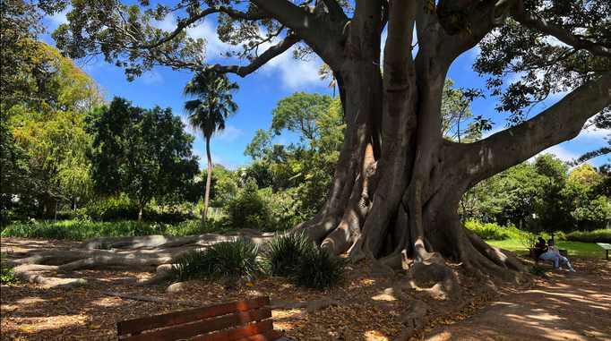 2022 | Kapstadt | Westkap, Claremont, «Arderne Botanical Gardens»: Öffentlicher Park. Lebt von privaten Spenden. Den Verhältnissen entsprechend immer noch ansprechend gepflegt. Sehr beeindruckend, wie die Riesen-Wurzeln «ihren Weg nehmen».