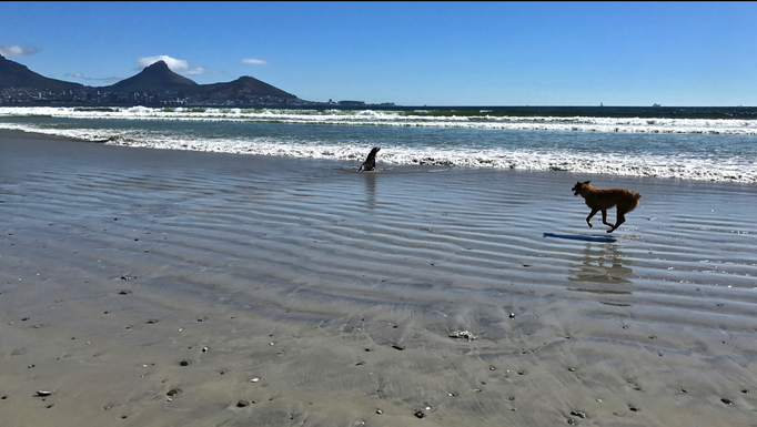 2017 | Kapstadt | Woodbridge Island: Freilaufender Hund entdeckt sonnenbadende Robbe. Die Robbe ist schneller ...
