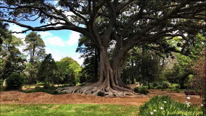 2018 | Kapstadt | Claremont, «Arderne Botanical Gardens»: Faszinierend und beeindruckend, diese uralten «Gewächse».