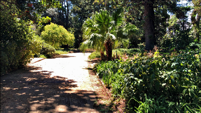 2019 | Kapstadt | Westkap, Claremont, «Arderne Botanical Gardens»: Ruhe & Entspannung. Nur ein paar wenige Meter von der «Main Street» entfernt.