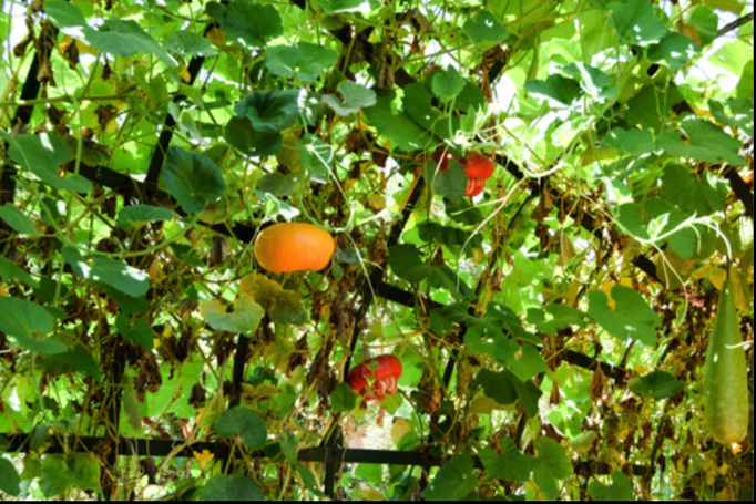 2016 | Kapstadt | Simondium, Babylonstoren: «Farbtupfer» im «Kürbishimmel».