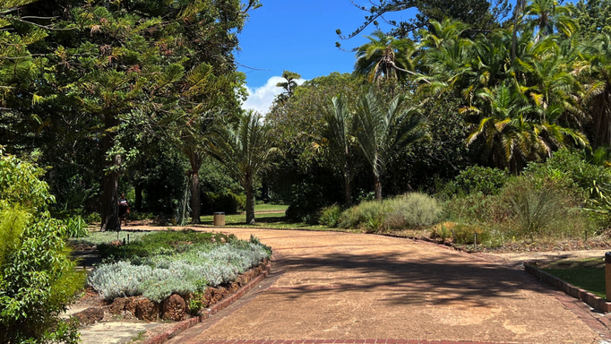 2022 | Kapstadt | Westkap, Claremont, «Arderne Botanical Gardens»: Öffentlicher Park. Lebt von privaten Spenden. Tiefblauer Horizont und schneeweisse Wolken - in Natur noch schöner, als auf dem Bild.