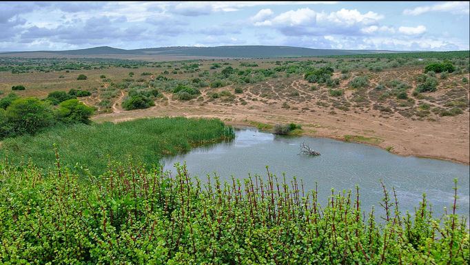 2013 | Südafrika | Port Elizabeth, «Addo Elephant Park»: Tagesausflug.