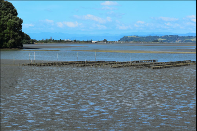 2015 | Neuseeland | «Ohiwa Harbour», Bay of Plenty: Südliche Hälfte von Ohope. Die «Ohiwa Oyster Farm» bei Ebbe. 