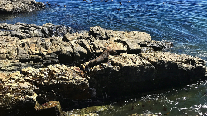 2017 | Kapstadt | «Green Point Promenade»: Keine Seltenheit - eine Robbe beim Sonnenbaden.