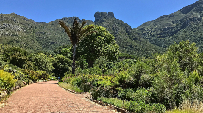 2017 | Kapstadt | Kirstenbosch, «National Botanical Gardens»: Am Osthang des Tafelbergs. Einer der schönsten botanischen Gärten der Welt.