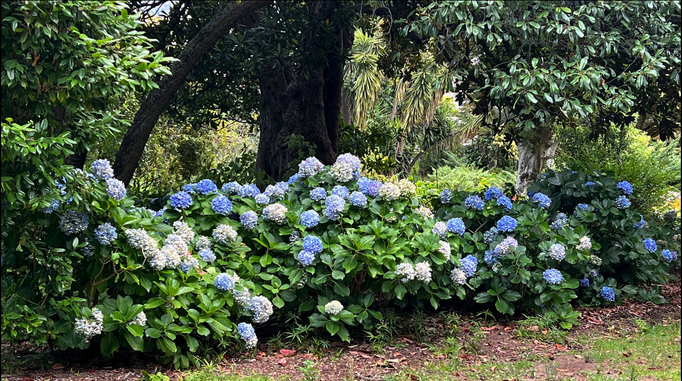 2023 | Kapstadt | Westkap, Claremont, «Arderne Botanical Gardens»: Erstaunlich, wie Vieles noch im Blüte steht!