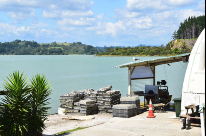 2015 | Neuseeland | «Ohiwa Harbour», Bay of Plenty: Südliche Hälfte von Ohope. «Ohiwa Oyster Farm». Frisch eingeholte Austern.