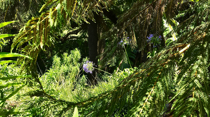 2017 | Kapstadt | Kirstenbosch, «National Botanical Gardens»: Am Osthang des Tafelbergs. Einer der schönsten botanischen Gärten der Welt.