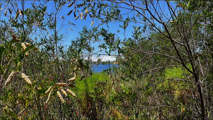 2022 | Kapstadt | «Silvermine Nature Reserve»: Teil des «Tafelberg Nationalparks». Nichts besonderes - mir gefiel einfach der Blickwinkel.