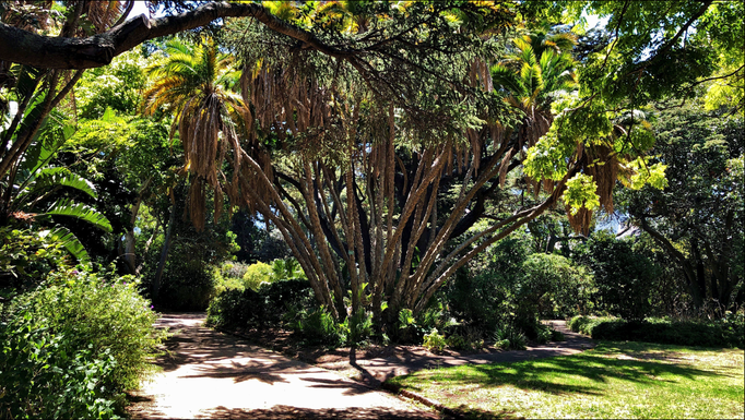 2019 | Kapstadt | Westkap, Claremont, «Arderne Botanical Gardens»: Ein Baum - viele Stämme.