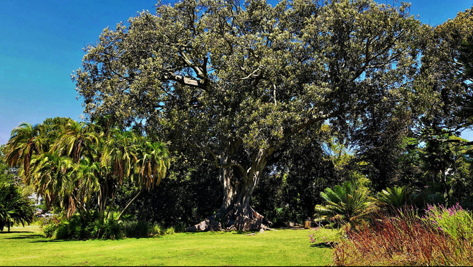 2019 | Kapstadt | Westkap, Claremont, «Arderne Botanical Gardens»: Eine gepflegte Anlage - ideal für alle Sinne.