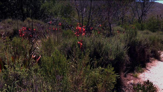 2020 | Kapstadt | Westkap, Tafelberg Nationalpark, «Silvermine Dam»: Noch bunt, obwohl die Saison praktisch vorbei ist.