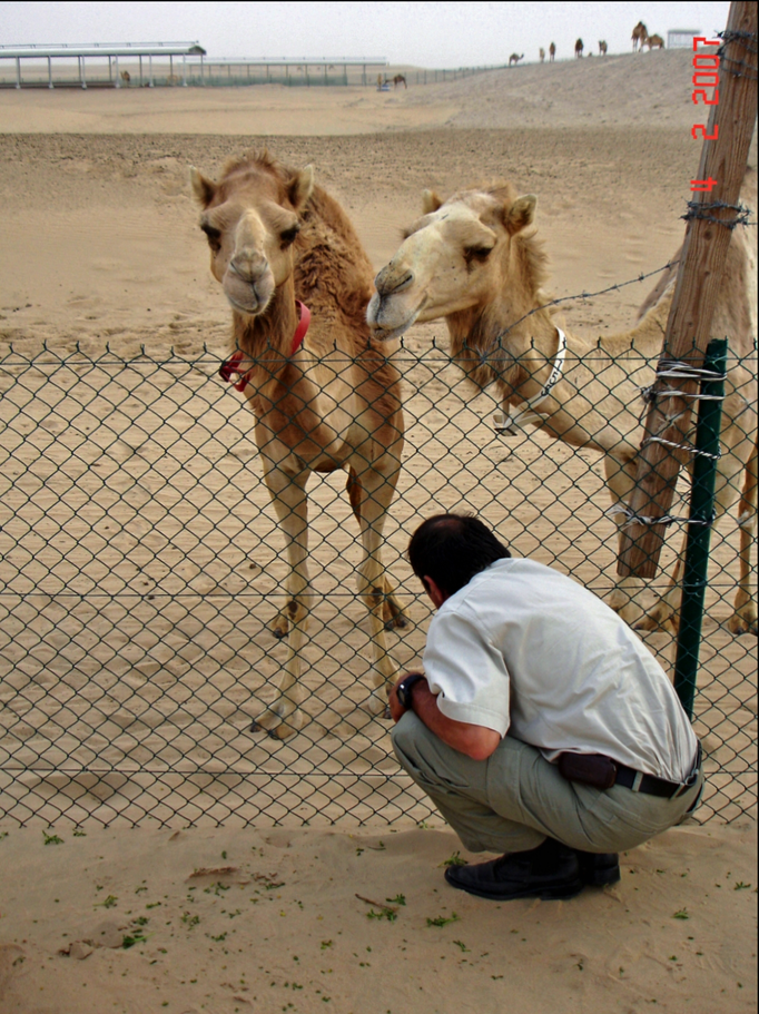 2007 | AbuDhabi: «Wüsten-Safari». Besuch einer Kamelfarm.