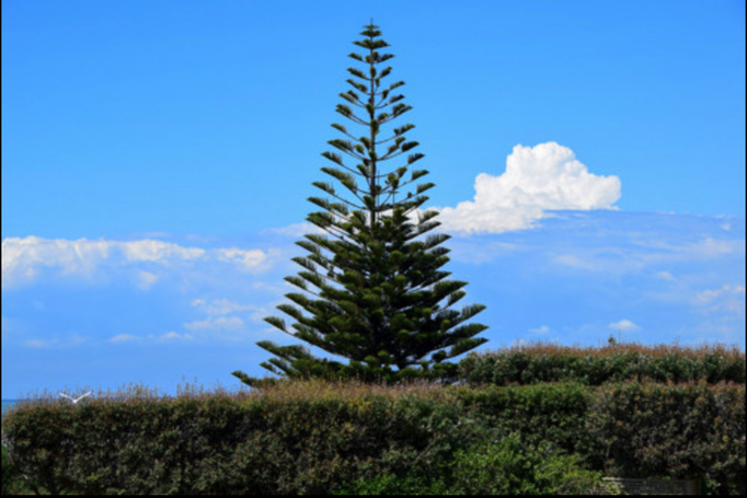 2015 | Neuseeland | «Ohope Beach», Whakatane, Bay of Plenty: Eine besonders stattliche Norfolk-Tanne.