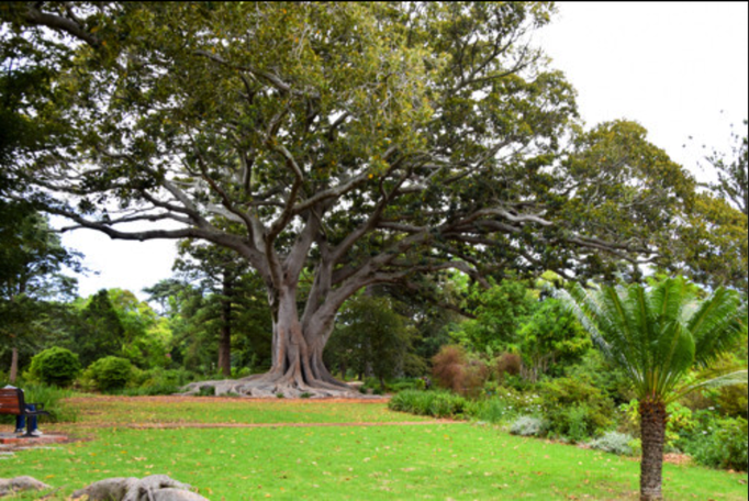 2016 | Kapstadt | Claremont: «Arderne Botanical Garden».