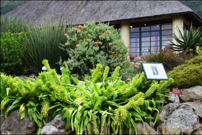 2015 | Südafrika | Westkap, Kirstenbosch: «National Botanical Garden». Einer der Schönsten seiner Art weltweit.