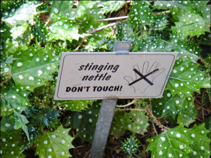 2016 | Kapstadt | Kirstenbosch: National Botanical Garden: «Gefleckte Taubnesseln». Sehen nett aus und «brennen aber wie die Sau»!