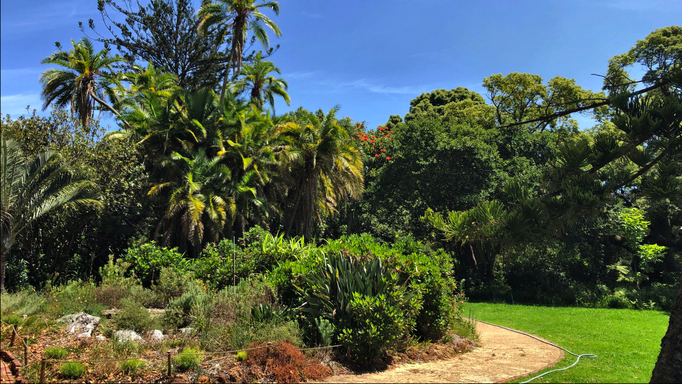 2020 | Kapstadt | Westkap, Claremont, «Arderne Botanical Gardens»: Uns gefiel das «Rot» mitten im «Grün».