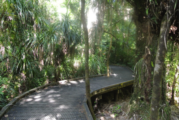 2014 | NZ Nordinsel | «Waipua Forest», Dargaville, Northland Region: «The 4 Sisters Walk» - hin zu den berühmten «Kauri-Schwestern» (Riesenbäume)