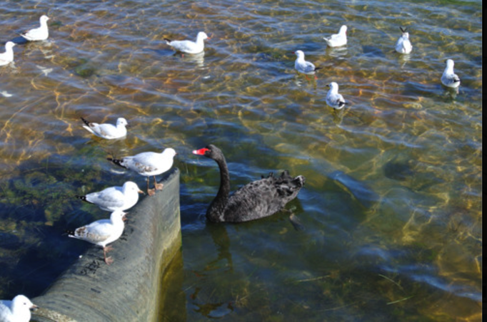Australien '14 | Lake Entrance, Victoria: Das erste Mal gesehen: Ein Schwarzer Schwan.