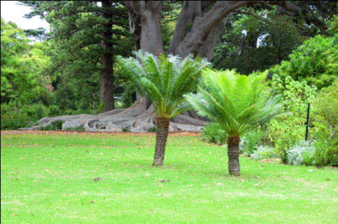 2016 | Kapstadt | Claremont: «Arderne Botanical Garden».