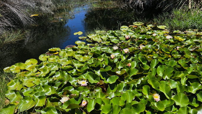 2022 | Kapstadt | «Silvermine Nature Reserve»: Teil des «Tafelberg Nationalparks». Seerosen, so weit das Auge reicht. Eine Augenweide am Ende des Sees.