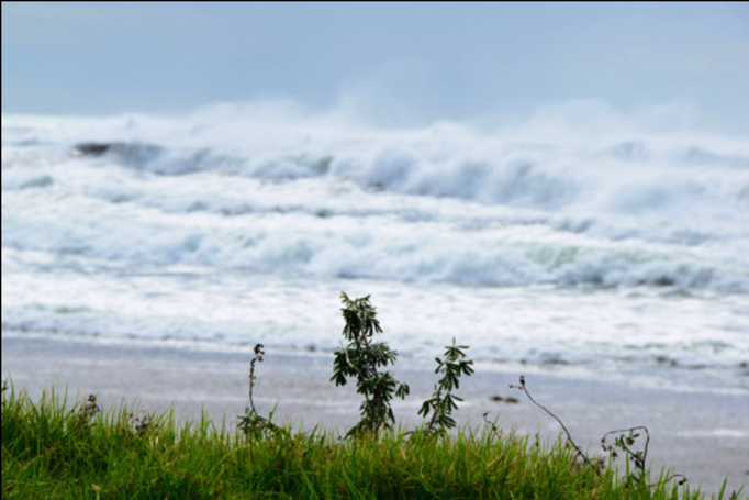 2015 | Neuseeland | «Ohope Beach», Whakatane, Bay of Plenty: «Tsunami-Warnung». Die Wellen sind so hoch, man sieht den Horizont nicht mehr.