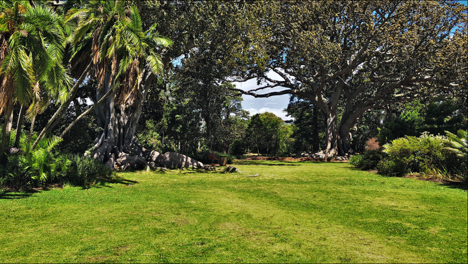 2018 | Kapstadt | Claremont, «Arderne Botanical Garden»: Wir lieben diese alten Baumgiganten mit ihren Riesenwurzeln.