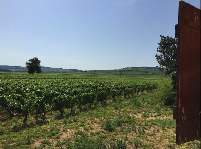 2015 | Fahrradtour «Burgund», Beaune: Hotel «Le Panorama». Unser «Zuhause» am 1. und am letzten Tag der Tour. Mitten in den Reben.