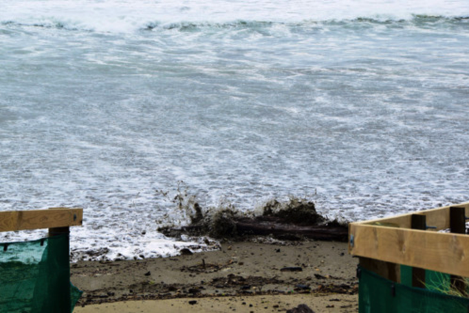2015 | Neuseeland | «Ohope Beach», Whakatane, Bay of Plenty: «Tsunami-Warnung». Treibholz wird bis an die Böschung geschwemmt!
