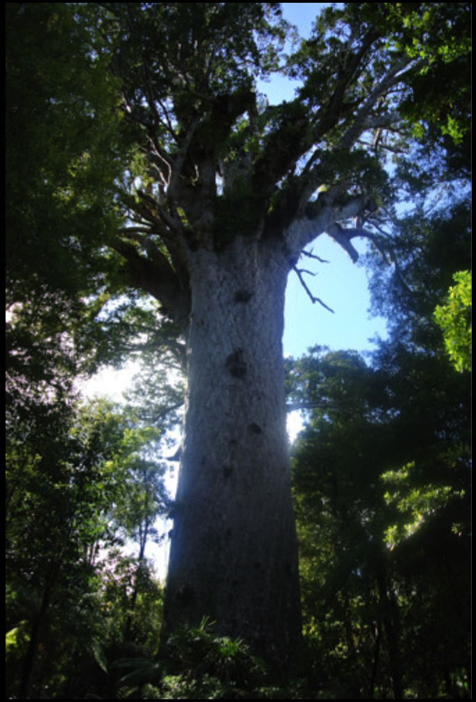 2014 | NZ Nordinsel | «Waipua Forest», Dargaville, Northland Region: «Tāne Mahuta» - grösser noch «lebender» Kauri-Baum. Knapp 4,4 m Durchmesser & 51,2 m hoch.