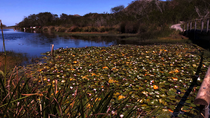 2020 | Kapstadt | Westkap, Tafelberg Nationalpark, «Silvermine Dam»: «Rosen» am Ende des «Sees».