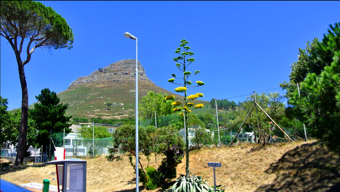 2013 | Südafrika | Kapstadt: «HoppOn-HoppOff»-Stadtrundfahrt.  Lion's Head.