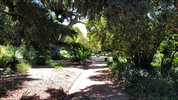 2020 | Kapstadt | Westkap, Claremont, «Arderne Botanical Gardens»: Neben den Wegen lässt man «es» wachsen, wie «es» kommt ...