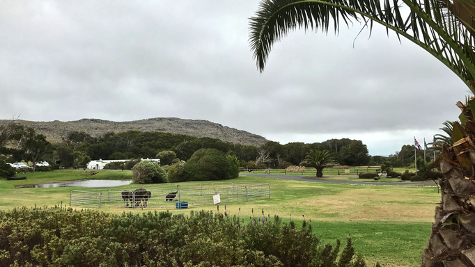 2017 | Kapstadt | «Kap  der guten Hoffnung»: Private Straussenfarm etwa 400 m vom Haupteingang zum Nationalpark «Cape of Good Hope» entfernt. Bestand ca. 800 Tiere.