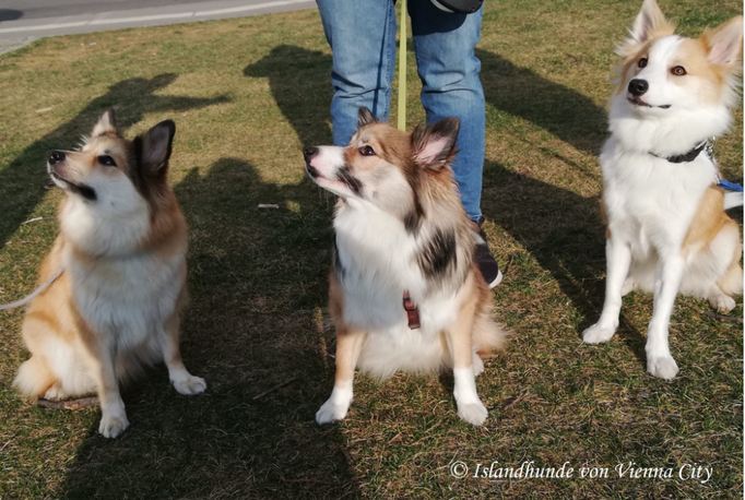 Islandhunde von Vienna City, Bessy, Alice und Cooky