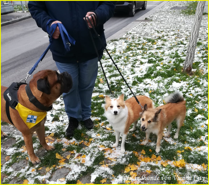 Islandhunde von Vienna City, Bessy und Cooky mit Therapiebegleithund Buddy