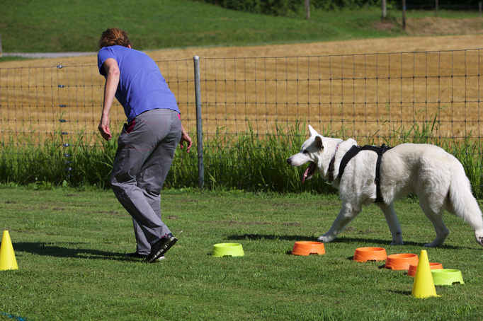 Hundeplausch/Plauschgruppe © Hundeschule gooddog