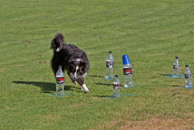 Hundeplausch/Plauschgruppe © Hundeschule gooddog