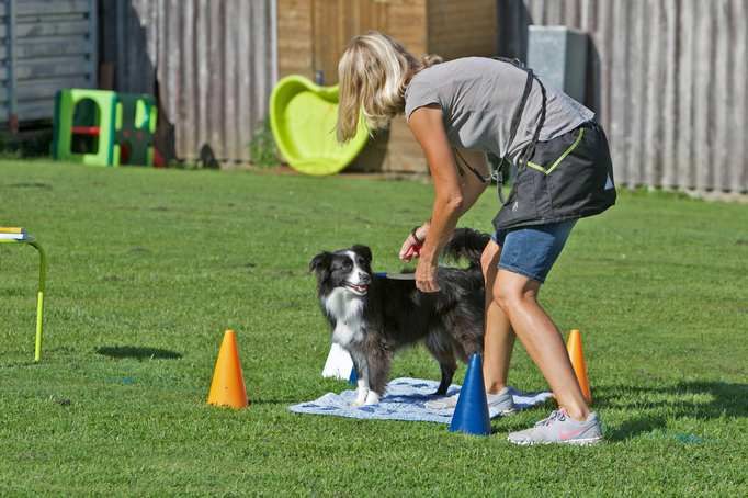 Hundeplausch/Plauschgruppe © Hundeschule gooddog